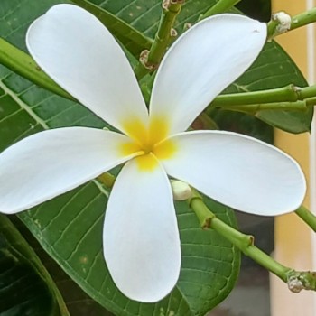 Ziaaa Devi